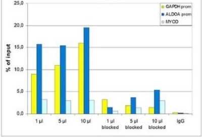 Chromatin Immunoprecipitation: Histone H3 [Dimethyl Lys36] Antibody [NBP2-59168] - ChIP assays were performed using human HeLa cells, the antibody against H3K36me2 and optimized PCR primer sets for qPCR. ChIP was performed using sheared chromatin from 10,000 cells. A titration of the antibody consisting of 1, 5, and 10 uL per ChIP experiment was analysed. Additionally, the same titration was analysed after incubation of the antibody with 5 nmol blocking peptide for 1 hour at room temperature. IgG (5 ug/IP) was used as negative IP control. QPCR was performed with primers for the promoter of the active genes GAPDH and ALDOA and for the coding region of the myogenic differentiation gene (MYOD). Figure shows the recovery, expressed as a % of input (the relative amount of immunoprecipitated DNA compared to input DNA after qPCR analysis).